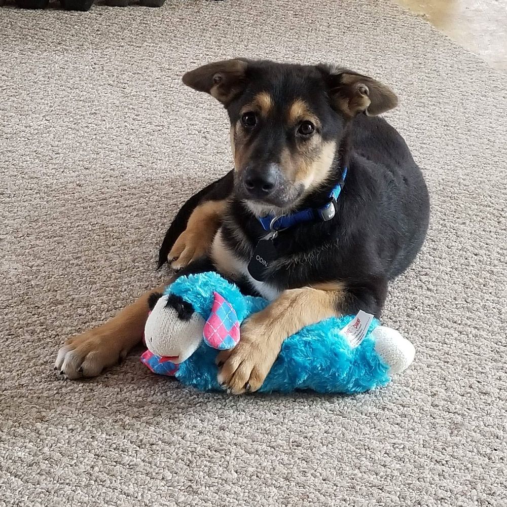 Meet your Posher, Tricia